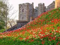 Download our Arundel Castle Tulip Festival Trip by coach Friday 26th April 2024 leaflet and booking form.