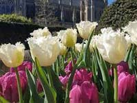 Download our Arundel Castle Tulip Festival Trip by coach Friday 26th April 2024 leaflet and booking form
